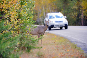 Number of Animal-Related Collisions Are Highest in the Fall