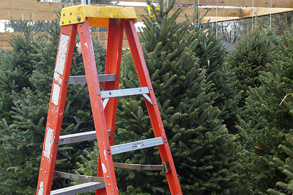 A ladder in front of Christmas trees.